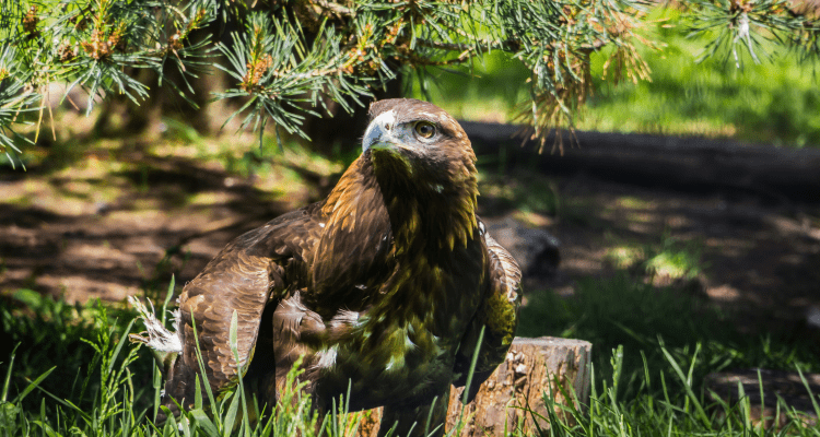 Golden Eagle