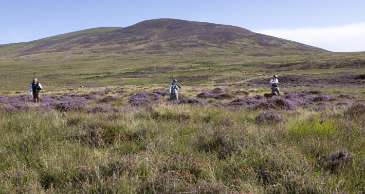 Grouse shooting