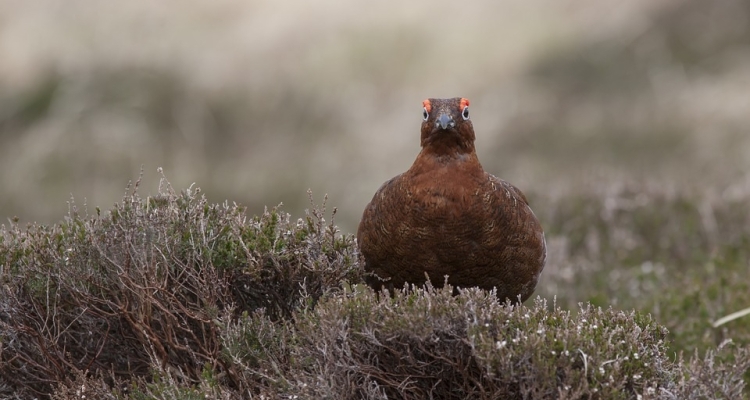 2019 grouse season defies predictions after late upturn