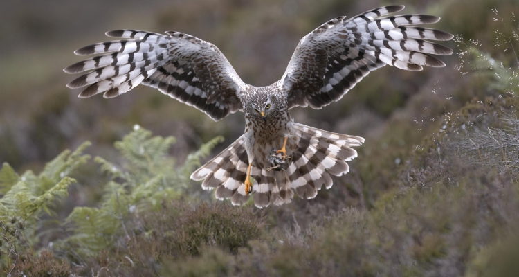 Hen Harrier