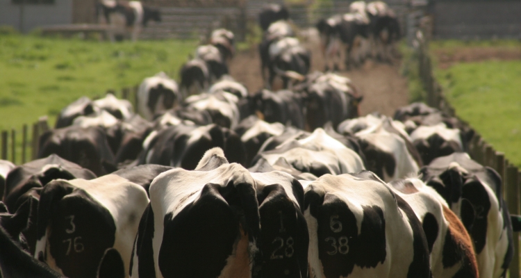 Cows on a farm