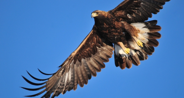 Golden Eagle 