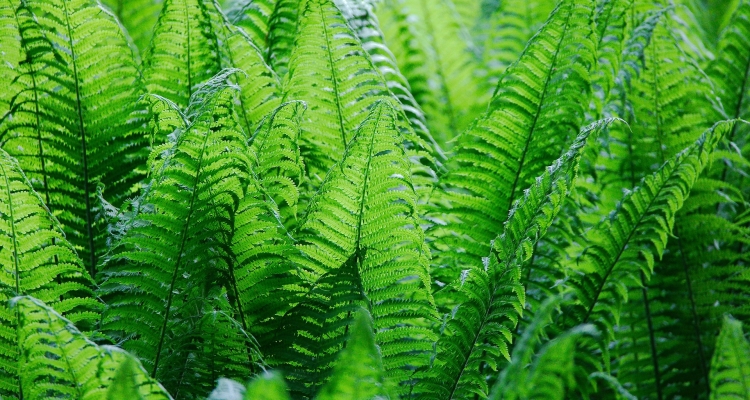 Bracken