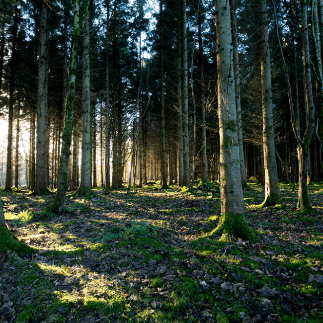 Woodland © Simon Ovenden