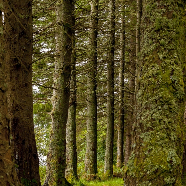 Forestry