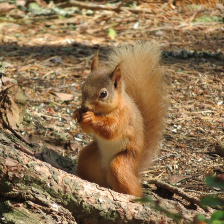 Red Squirrel Appreciation Day