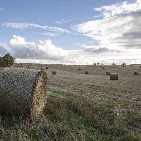 UK Farming Roundtable February 2020 - focusing on the Agriculture Bill and trade