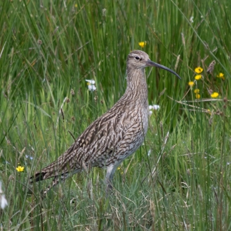 World Curlew Day