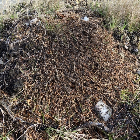 Wood ant nest