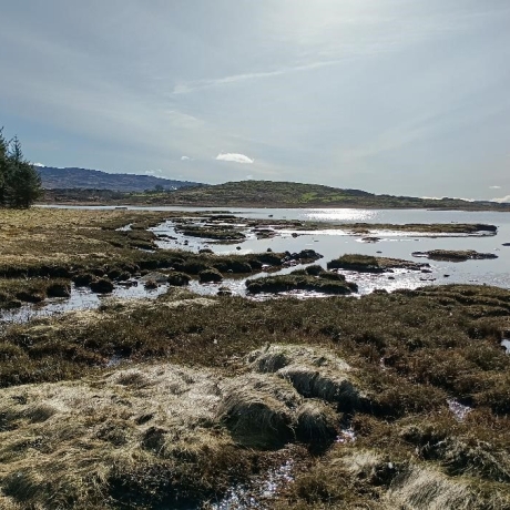 Tayvallich saltmarsh habitat