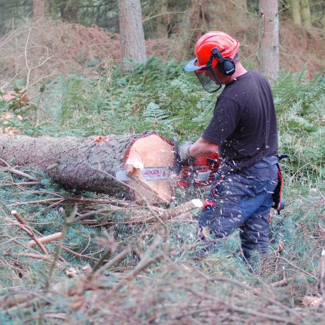 Cutting timber